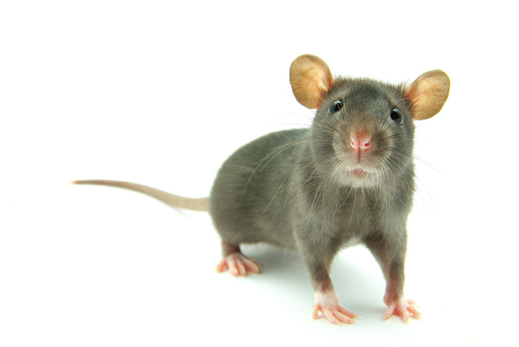 a grey  mouse