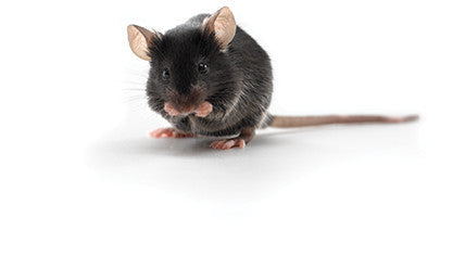 a black mouse