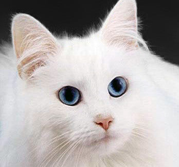 a white cat