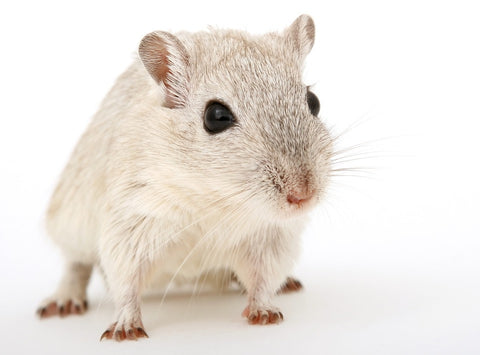 a white mouse