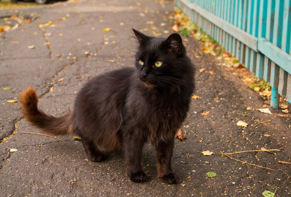 a black cat