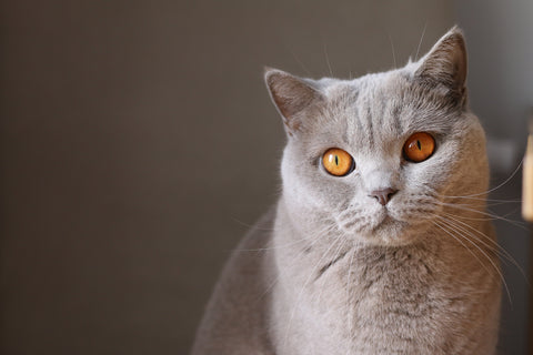 a grey  cat